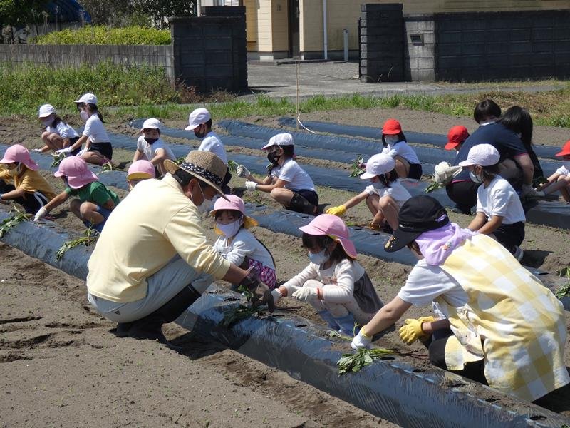園児と児童が一緒に取り組んだサツマイモの苗植え＝長生村
