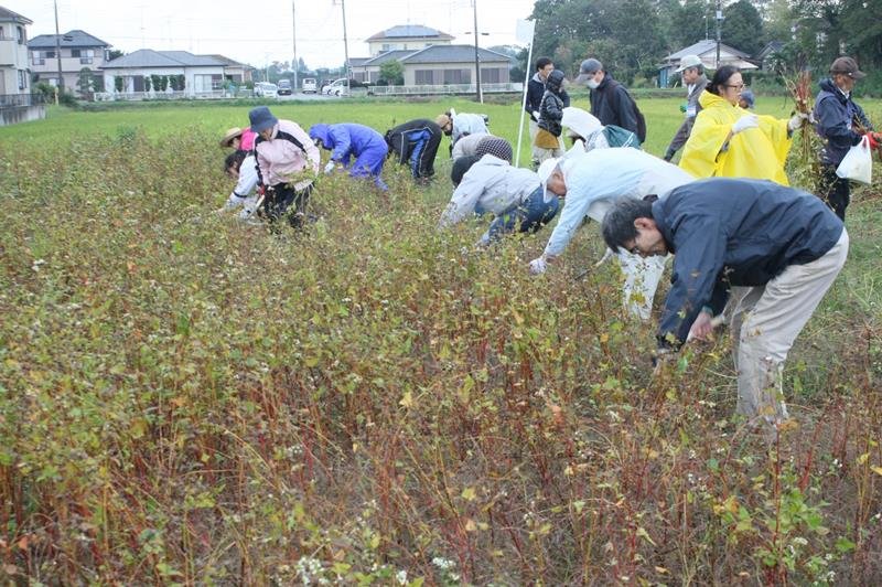 ながいきそばのオーナー制度では、種まきから収穫、そば打ち体験ができる
