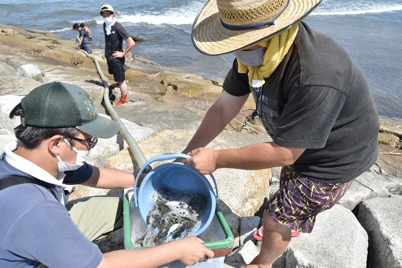 バケツリレーしたトラフグの稚魚を放流用水槽に移す漁業関係者＝いすみ市
