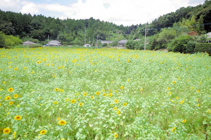 ヒマワリが満開となっているセンター前の畑＝大網白里市
