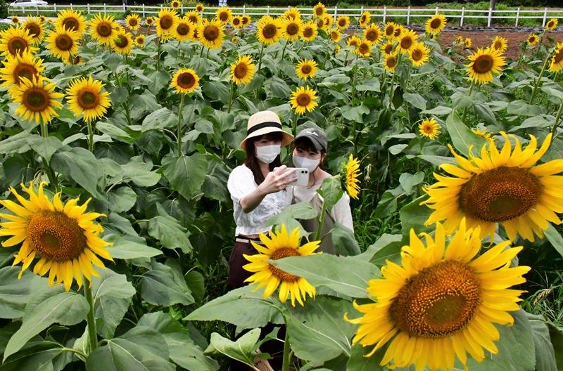 成田ゆめ牧場のヒマワリ迷路で写真撮影する来園者＝成田市

