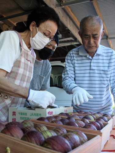 化粧箱に詰めた皇室献上のイチジクの状態を確認する（右から）相川さんと秀樹さん、敏子さん＝市原市
