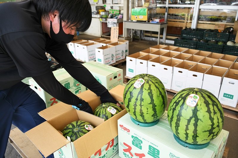 秋作スイカ出荷始まる　富里　「しゃりっと柔らかい」
