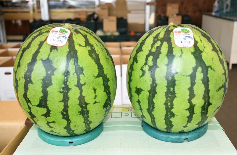 秋作スイカ出荷始まる　富里　「しゃりっと柔らかい」