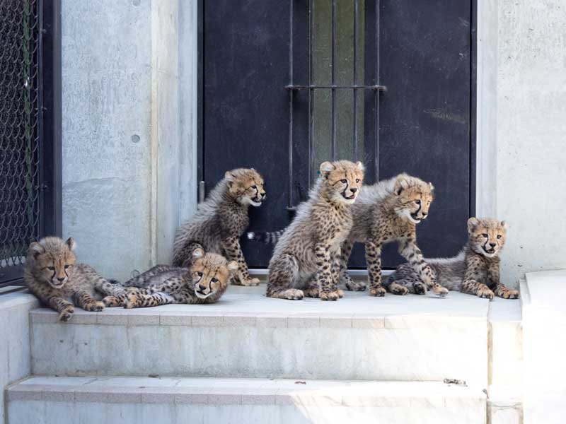 【写真多数掲載】「６頭は元気いっぱい」　チーターの赤ちゃん、９月２７日に公開へ　千葉市動物公園