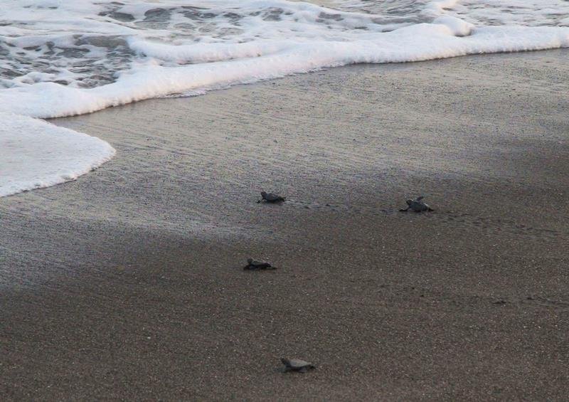 海に向かって進むアカウミガメの子ガメ（鴨川シーワールド提供）
