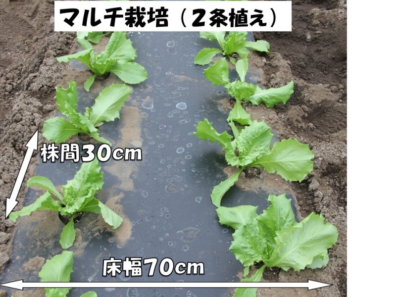 秋どりが作りやすい　品種の選択に注意　玉レタスの作り方　風間龍夫　【野菜レッスン】（１２１）
