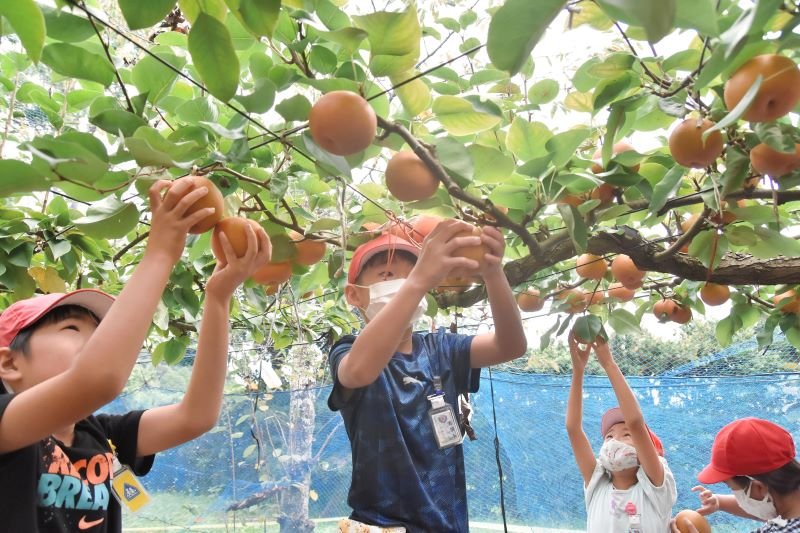 学校で実った梨を収穫する古沢小３年生＝８日、いすみ市