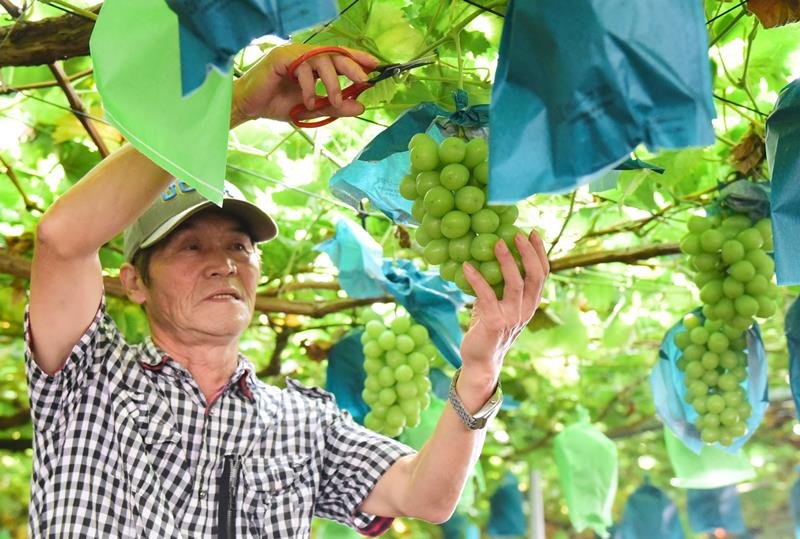 シャインマスカットを収穫する菅谷さん＝香取市