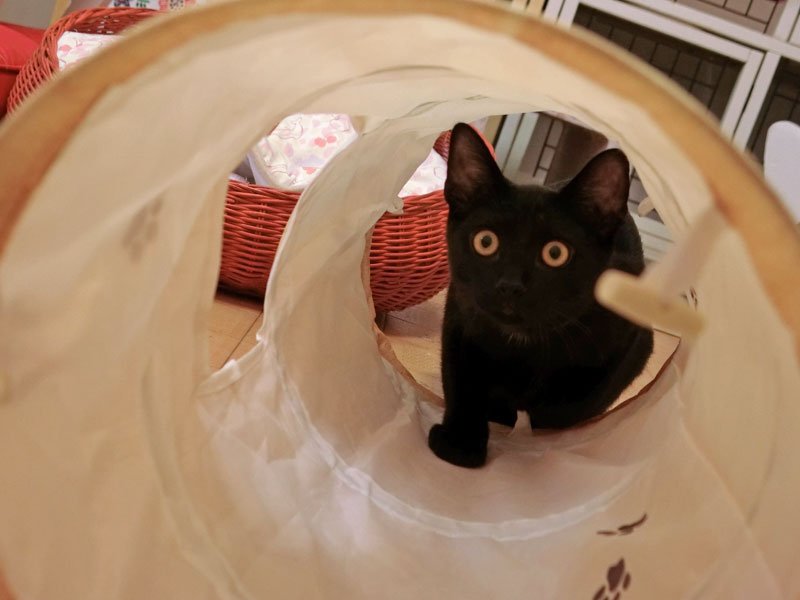 持続可能な保護猫カフェに　猫の館ＭＥ（浦安市）　【ぼうそうにゃん散歩】（１１）