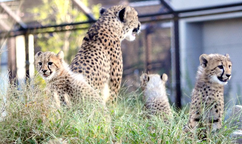【動画あり】六つ子のチーター大きくなったよ　愛らしい姿お披露目　千葉市動物公園　２７日一般公開
