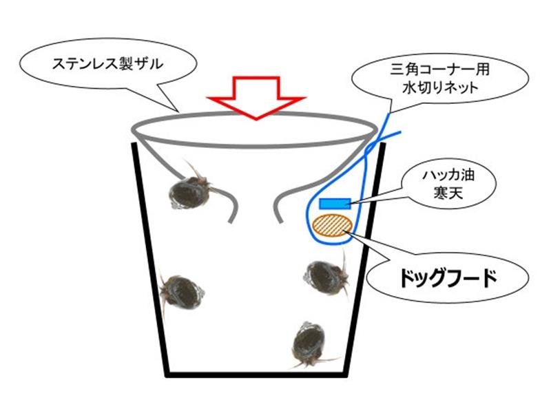 ドッグフードでジャンボタニシ捕獲　東金・県農業大学校の学生がわな開発　農薬使わず環境保全
