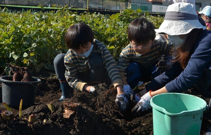 土の中からサトイモを掘り起こす参加者＝２４日、佐倉市
