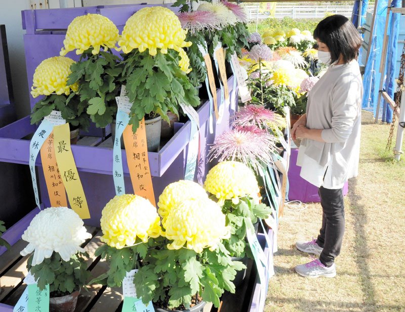 美しい大輪が競演する県菊花大会＝３日、市原市の八幡屋ふれあい広場
