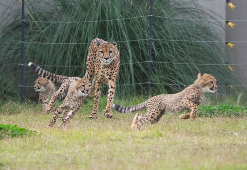 すくすくと成長しているチーターの子どもたち（千葉市動物公園提供）
