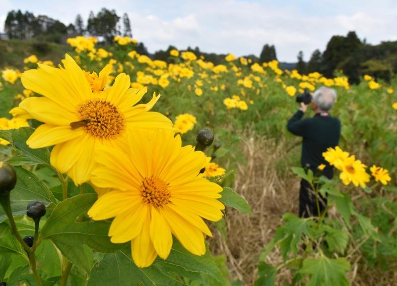 開花した皇帝ヒマワリ＝御宿町実谷
