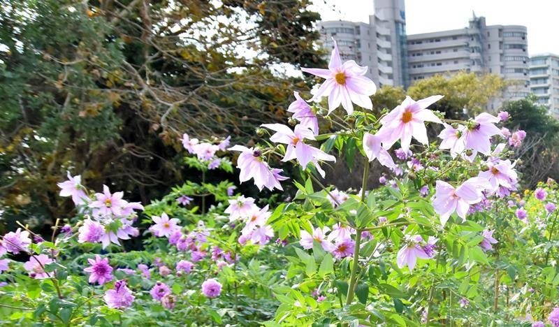 住宅街に彩り　皇帝ヒマワリ　皇帝ダリア　「昨年より出来いい」　御宿