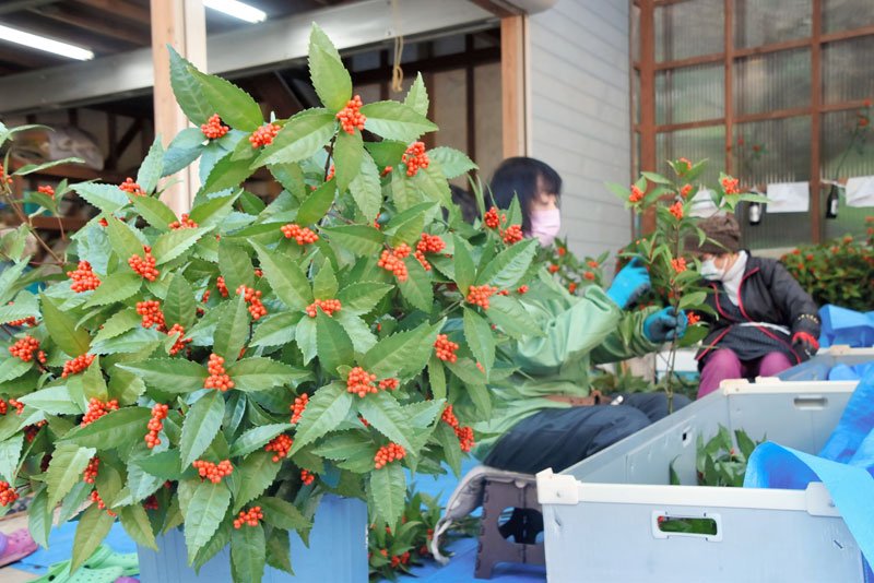 「来年は景気の良い年に」　正月飾り「センリョウ」出荷準備大詰め