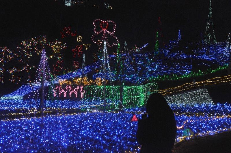 ３０万個のＬＥＤが輝く「いちはらクオードの森」のイルミネーション＝市原市柿木台
