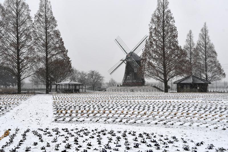 降り続く雪が積もった、あけぼの山公園の花畑＝６日、柏市