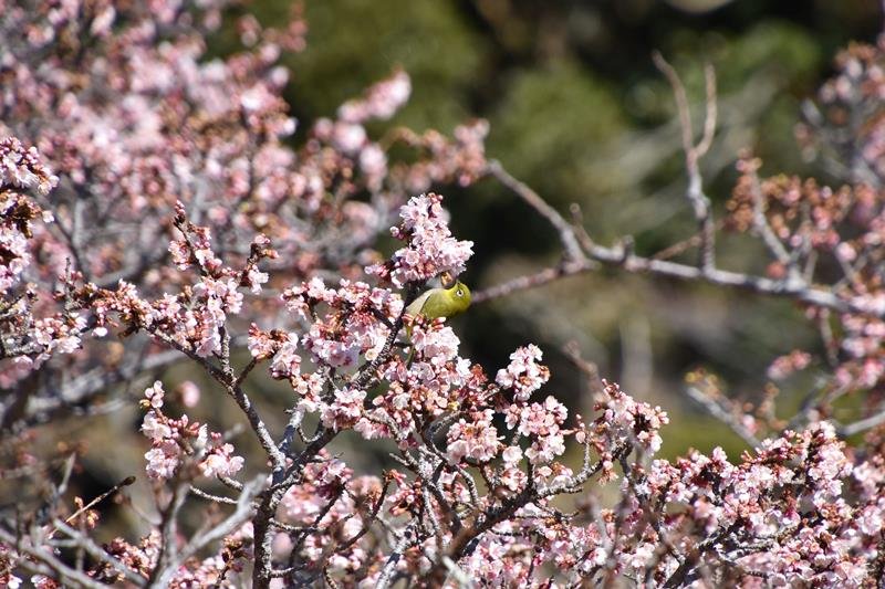 見頃を迎えた抱湖園一帯の元朝桜
