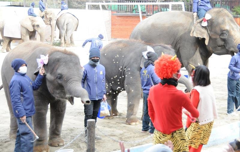 豆をまき、鬼を退治するアジアゾウ＝３０日、市原市の「市原ぞうの国」
