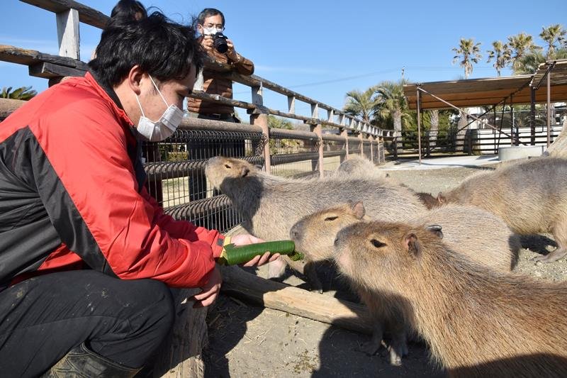 バナナの葉で巻いた「恵方巻き」をおいしそうに頬張るカピバラたち＝３日、館山市のアロハガーデンたてやま