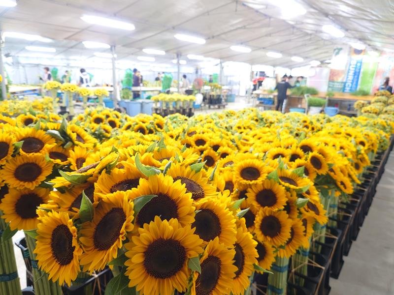 必要とされる花き企業に　折原園芸（南房総市） 【輝く！千葉の企業　日本政策金融公庫レポート】（８５）