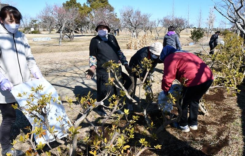 ツツジの開花を楽しみにしながら手入れを行う女性会の会員＝香取市の水郷佐原あやめパーク
