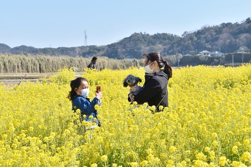 道の駅近くの市民農園では、暖かい陽気の中、満開の菜の花を楽しむ親子の姿が目立った＝２７日、南房総市
