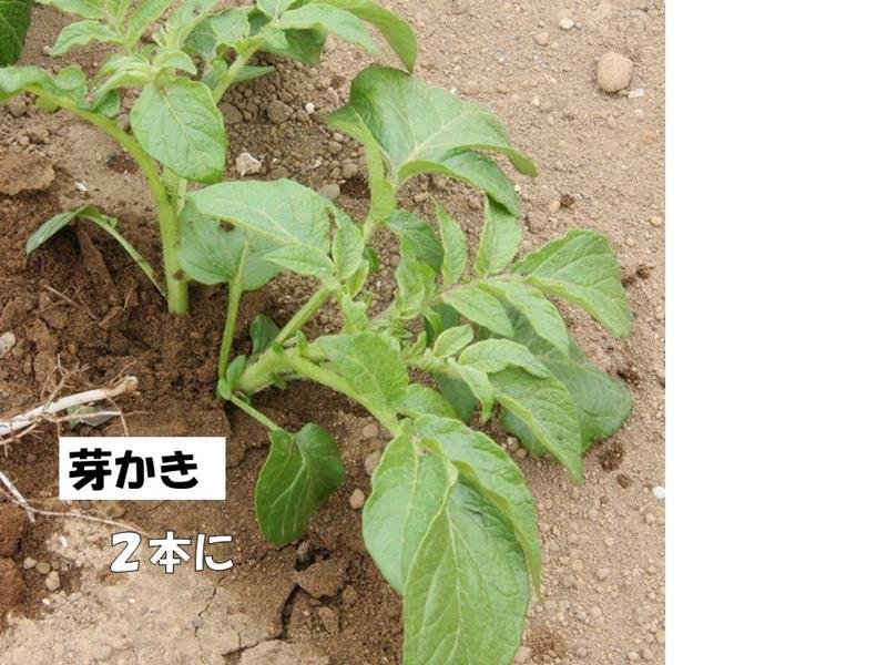 まずは品種選択　土寄せが大切　ジャガイモの作り方　風間龍夫　【野菜レッスン】（１２７）