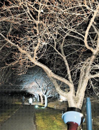 太陽光の電力でライトアップされた新川沿いの河津桜並木＝３日夜、八千代市
