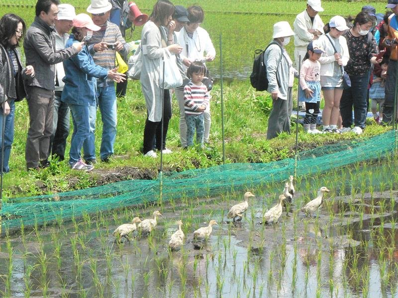 オーナーが参加して行うアイガモの放鳥式＝２０１９年、長生村

