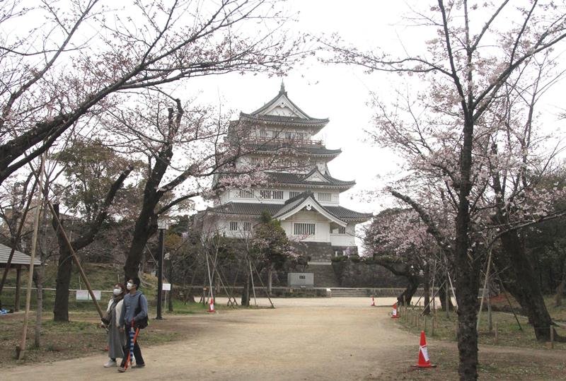 亥鼻公園で咲き始めた桜＝２６日、千葉市中央区

