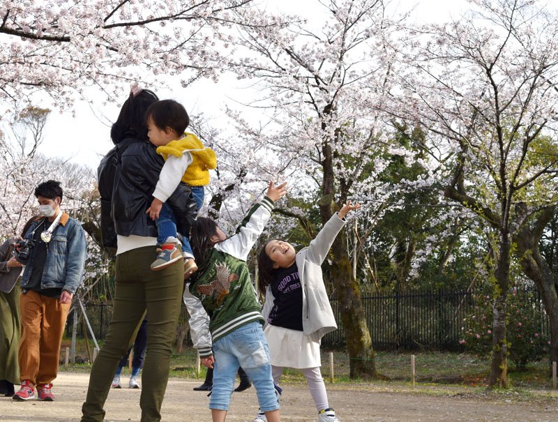満開の桜を楽しむ親子＝２日午後３時４５分ごろ、千葉市中央区の亥鼻公園