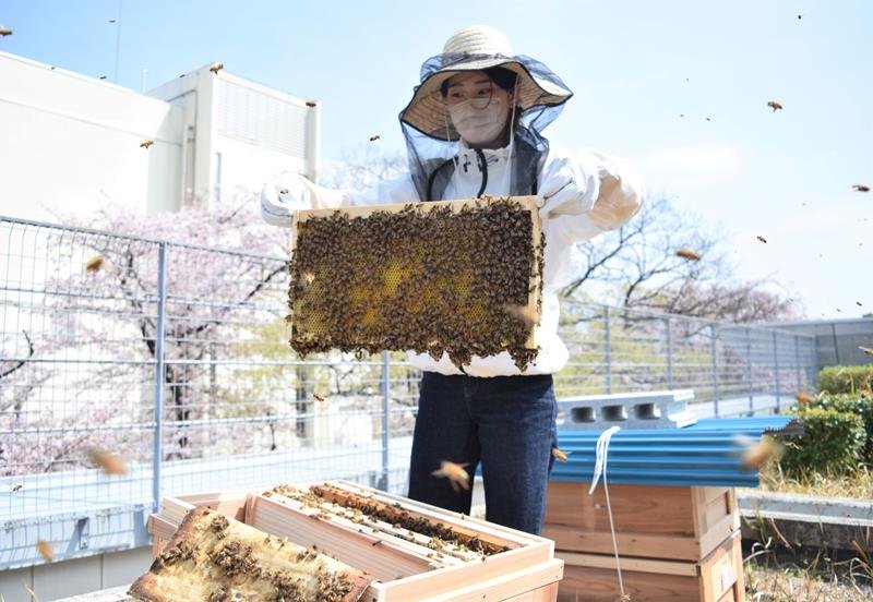 巣箱の中を確認する浅見さん＝市川市
