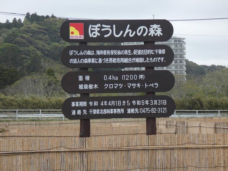 東京五輪会場の保安林再生　房総信用組合、クロマツなど植樹　一宮町・釣ケ崎海岸