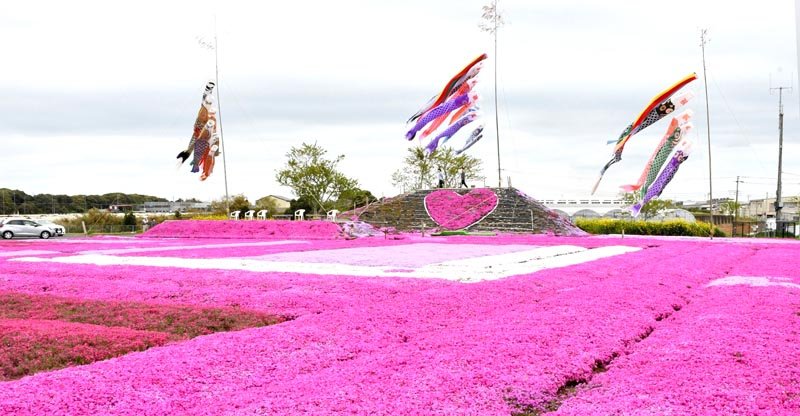 ピンクや白の鮮やかなシバザクラが見頃を迎えている＝１８日、東庄町の東庄ふれあいセンター