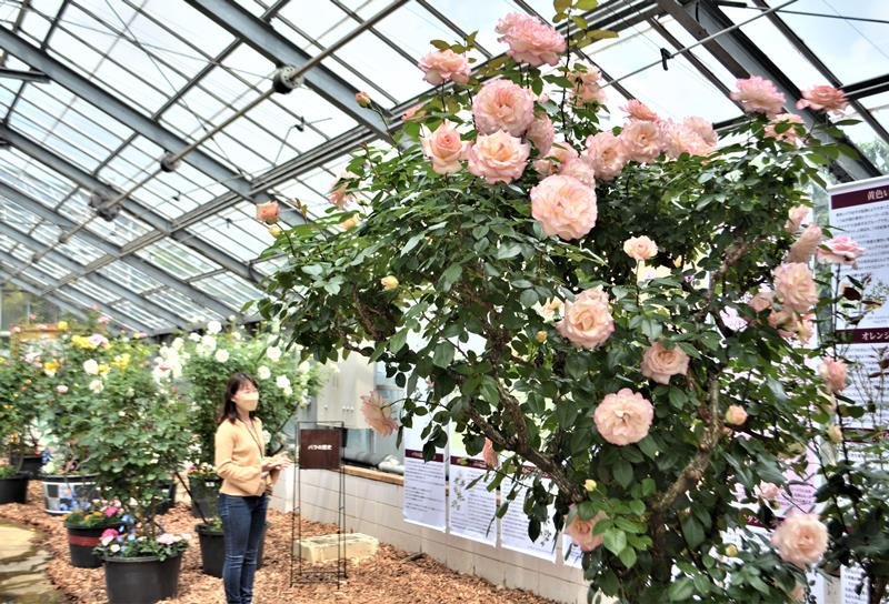 華やか回転木馬、京成バラ園に初登場　おとぎの世界、写真映え　八千代