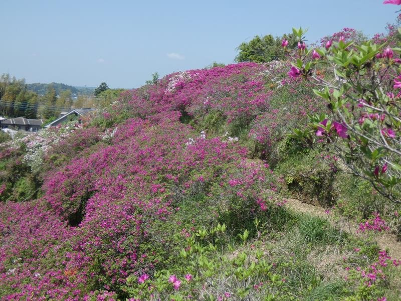 里山の斜面に広がるツツジ＝茂原市
