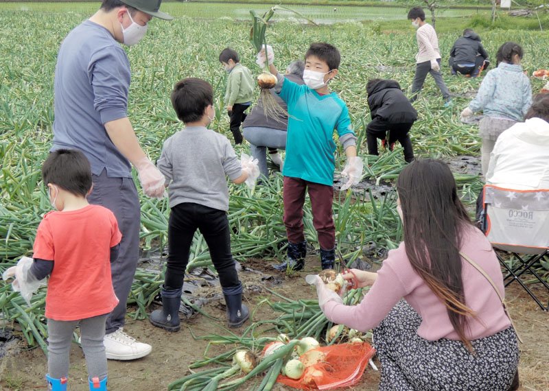 タマネギを収穫する家族連れ＝１日、白子町