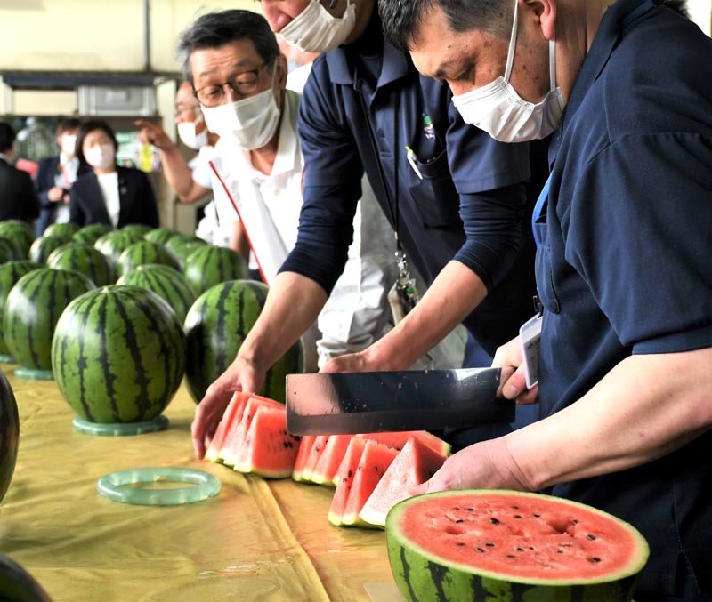 富里市特産のスイカの出荷開始に合わせ、形や味などを確認する査定会＝６日、同市