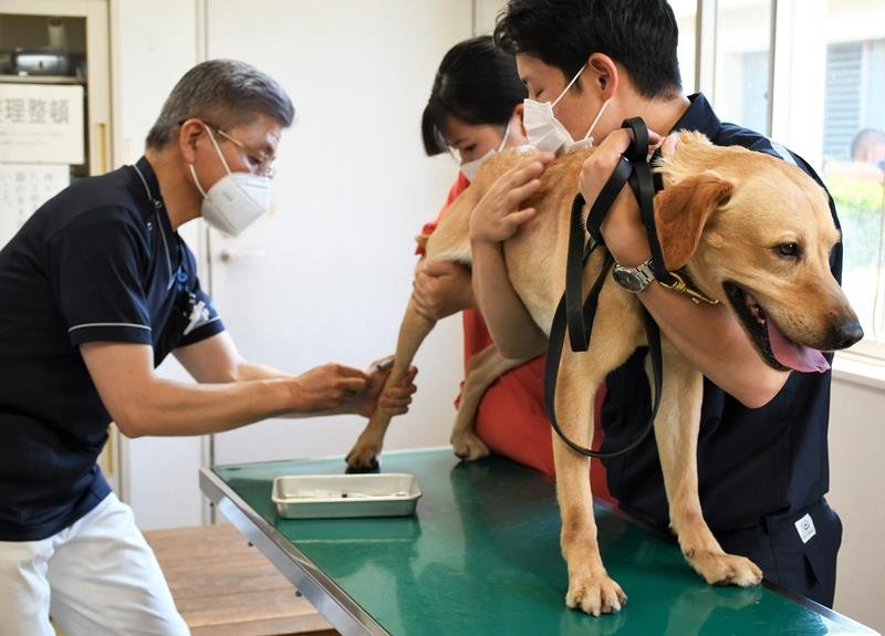 緊張した様子で血液採取を受ける麻薬探知犬のラブラドール・レトリバー＝成田市
