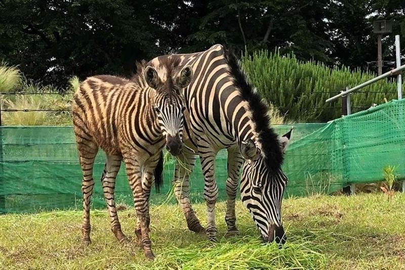 ６月から展示が始まるパール（右）とフジの親子（千葉市動物公園提供）
