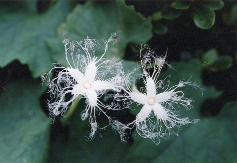 カラスウリの花＝２００２年７月３０日、千葉市（初芝清氏撮影）
