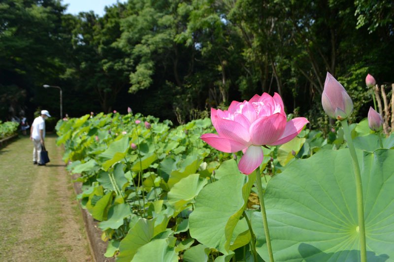 東大旧植物緑地実験所では、大賀ハスなど約１００種類のハスがこれから見頃を迎える＝２日、千葉市花見川区