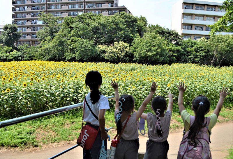 金杉小の校舎（右）のベランダからヒマワリ畑を見る地域住民らに手を振る子どもたち＝２日、船橋市