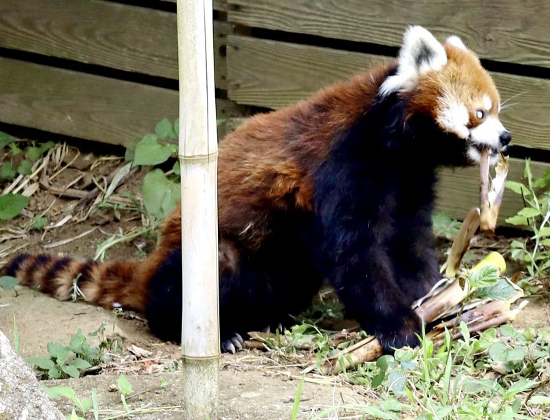 好物のタケノコを食べる、１９歳になったレッサーパンダ「風太」＝５日午後、千葉市動物公園（共同）