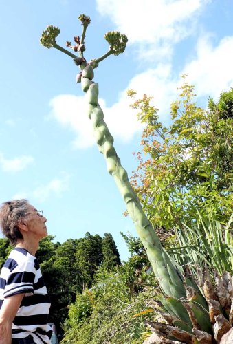 伸びた茎の先端が分かれ、いくつもの花をつけたリュウゼツラン＝君津市