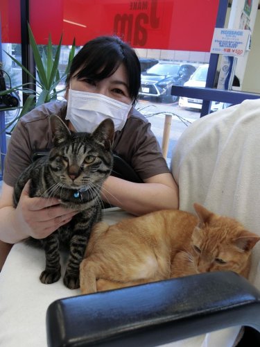 店挙げて保護猫活動　“スタッフ５匹”客に癒やし　美容室ＪＡＭ（市川市）　【ぼうそうにゃん散歩】